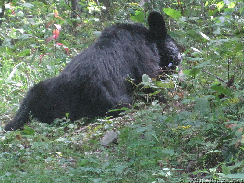 Big Run and Patterson Ridge trails' loop hike in Shenandoah National Park