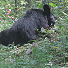 Big Run and Patterson Ridge trails' loop hike in Shenandoah National Park by Deer Hunter in Bears