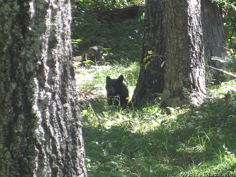 Big Run and Patterson Ridge trails' loop hike in Shenandoah National Park