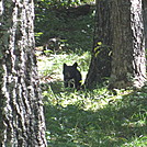 Big Run and Patterson Ridge trails' loop hike in Shenandoah National Park by Deer Hunter in Bears