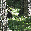 Big Run and Patterson Ridge trails' loop hike in Shenandoah National Park by Deer Hunter in Bears