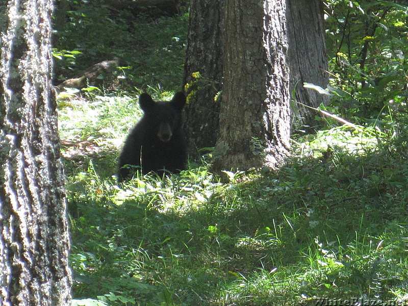 Big Run and Patterson Ridge trails' loop hike in Shenandoah National Park