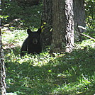 Big Run and Patterson Ridge trails' loop hike in Shenandoah National Park by Deer Hunter in Bears