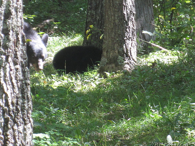 Big Run and Patterson Ridge trails' loop hike in Shenandoah National Park