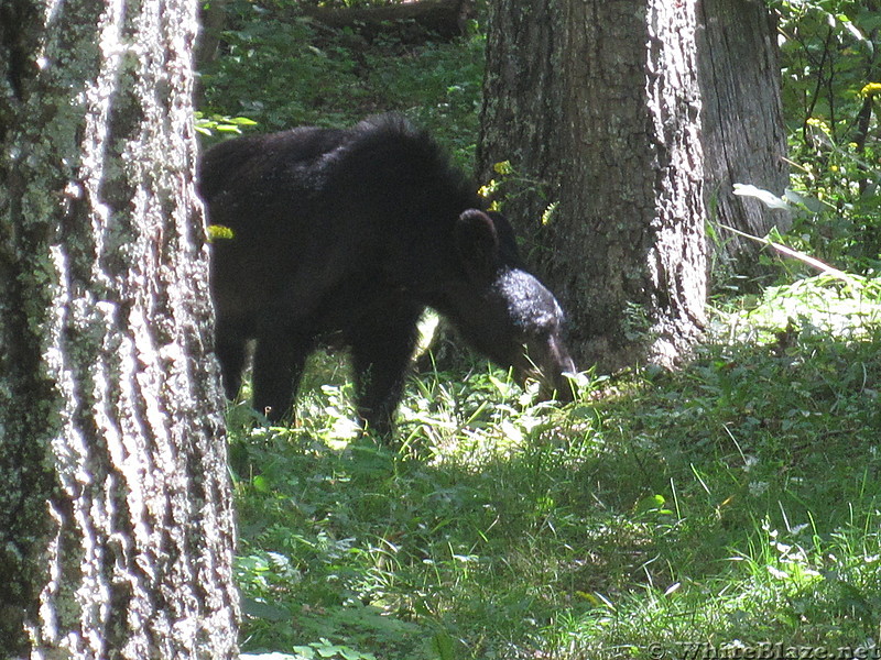 Big Run and Patterson Ridge trails' loop hike in Shenandoah National Park