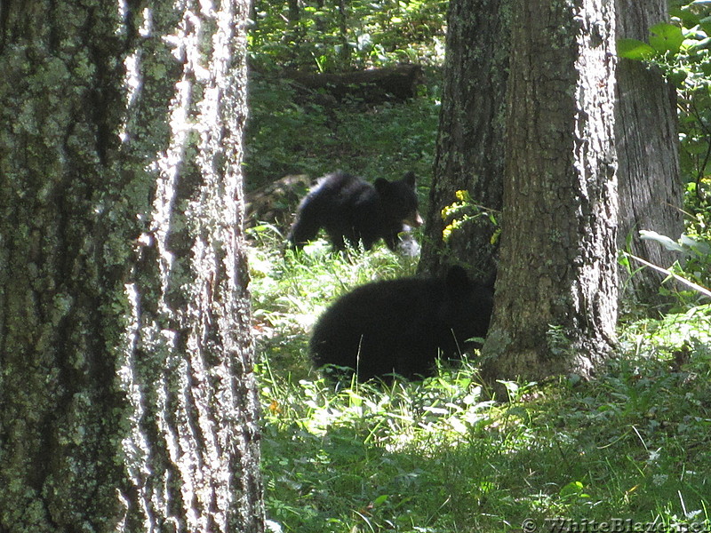 Big Run and Patterson Ridge trails' loop hike in Shenandoah National Park