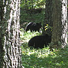 Big Run and Patterson Ridge trails' loop hike in Shenandoah National Park