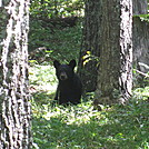 Big Run and Patterson Ridge trails' loop hike in Shenandoah National Park