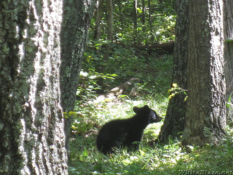 Big Run and Patterson Ridge trails' loop hike in Shenandoah National Park