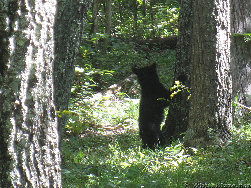 Big Run and Patterson Ridge trails' loop hike in Shenandoah National Park