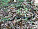 Snakes by Deer Hunter in Snakes