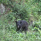 Dark Hollow Falls hike by Deer Hunter in Other Trails