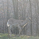 Rose River Falls and Hawksbill Mountain hike by Deer Hunter in Views in Virginia & West Virginia