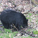 Rose River Falls and Hawksbill Mountain hike by Deer Hunter in Views in Virginia & West Virginia