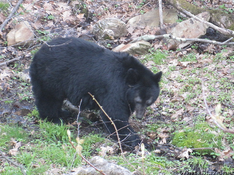 Rose River Falls and Hawksbill Mountain hike