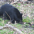 Rose River Falls and Hawksbill Mountain hike by Deer Hunter in Views in Virginia & West Virginia