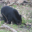 Rose River Falls and Hawksbill Mountain hike by Deer Hunter in Views in Virginia & West Virginia