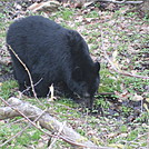 Rose River Falls and Hawksbill Mountain hike by Deer Hunter in Views in Virginia & West Virginia