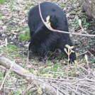 Rose River Falls and Hawksbill Mountain hike by Deer Hunter in Views in Virginia & West Virginia