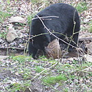 Rose River Falls and Hawksbill Mountain hike