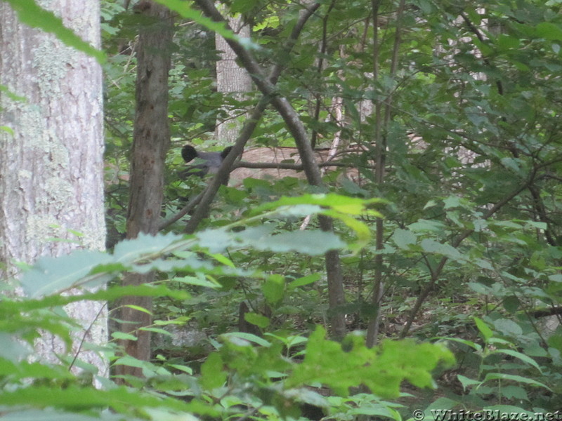 Bear at 30 yards