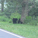 Momma and two cubs by Deer Hunter in Bears