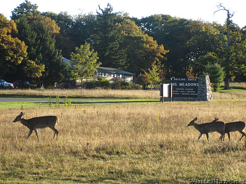 Rapidan Camp loop hike via Big Meadows