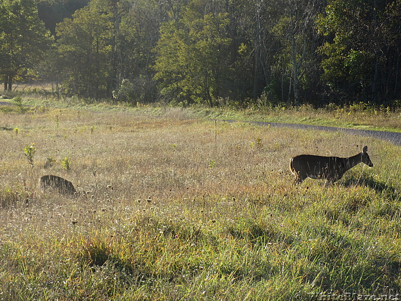 Rapidan Camp loop hike via Big Meadows