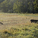 Rapidan Camp loop hike via Big Meadows