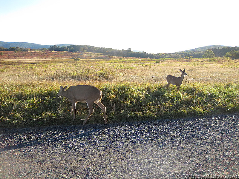 Rapidan Camp loop hike via Big Meadows