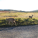 Rapidan Camp loop hike via Big Meadows by Deer Hunter in Other Trails