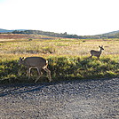 Rapidan Camp loop hike via Big Meadows