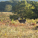 Rapidan Camp loop hike via Big Meadows by Deer Hunter in Other Trails