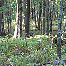 Rapidan Camp loop hike via Big Meadows by Deer Hunter in Other Trails