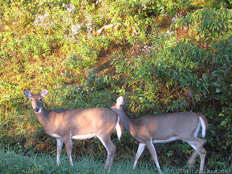 Rapidan Camp loop hike