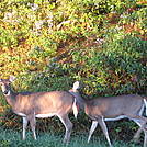 Rapidan Camp loop hike by Deer Hunter in Other Trails