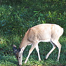 Rapidan Camp loop hike by Deer Hunter in Other Trails