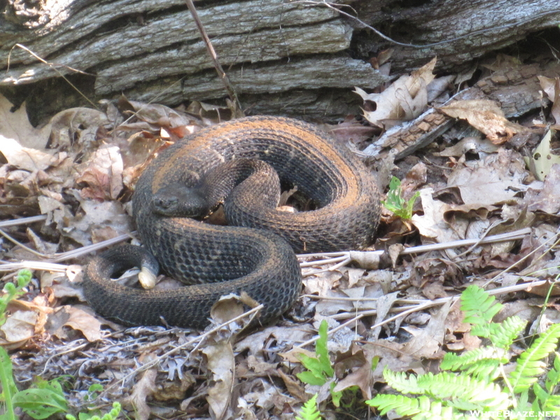 Unique Wide Stripe On A Timber Rattler