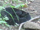 Timber Rattlesnake