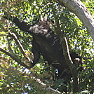 South River Falls loop hike by Deer Hunter in Bears