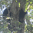 South River Falls loop hike by Deer Hunter in Bears