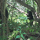 South River Falls loop hike by Deer Hunter in Bears