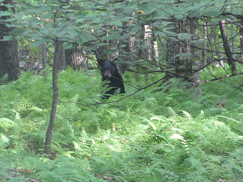 Bear near Skyland in Shennendoah National Park