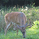 wildcat ridge loop hike 120 by Deer Hunter in Trail & Blazes in Virginia & West Virginia