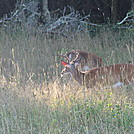 wildcat ridge loop hike 123 by Deer Hunter in Trail & Blazes in Virginia & West Virginia