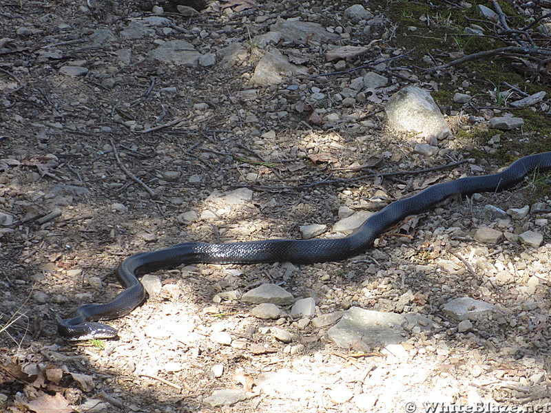 Bluff Mountain blacksnake