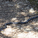 Bluff Mountain blacksnake by Deer Hunter in Snakes