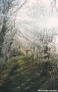 icy trees north of Jerry Cabin Shelter