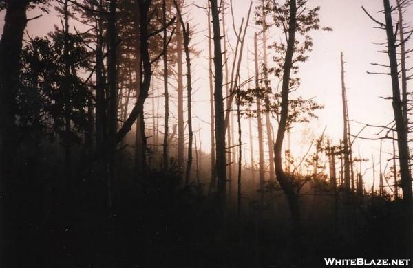 fog on Alum Cave Bluff Trail (to Mt. LeConte)