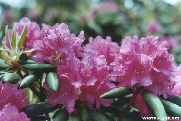 Roan Mtn. rhododendron garden